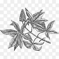 卡通简约黑白花草插画小清新