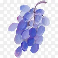 水彩黑加仑葡萄素材免抠图