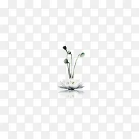 莲花