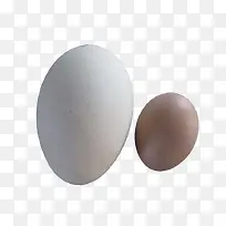 鹅蛋和鸡蛋