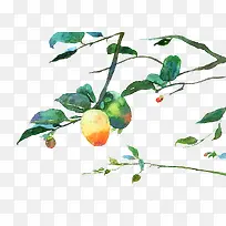 水彩手绘插图树枝叶与果实