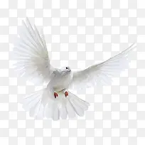 白色飞翔的鸽子