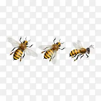 动物蜜蜂