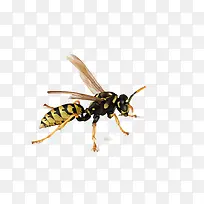 蜜蜂矢量写实逼真