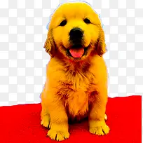 黄色导盲犬