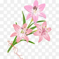 手绘香水百合矢量图