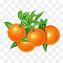 彩绘橙子