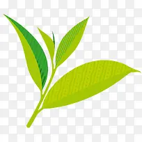 绿茶茶叶矢量插画