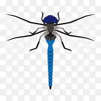蓝色蜻蜓矢量标本