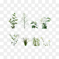 绿色植物兰花草芦苇素材