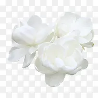 白色茉莉花