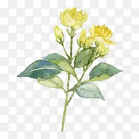 黄色茉莉花