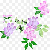 紫色花和绿叶