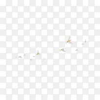 白鸽，小鸟，一群鸟，白色，飞翔