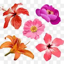 矢量扶桑花和美丽花朵