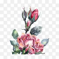 水彩红色牡丹花