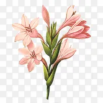 粉色花束装饰美丽