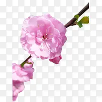 桃花   春天 元素  桃花开 花朵