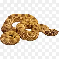 蛇黄金蛇蟒蛇