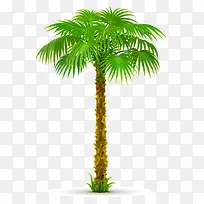 夏日粽椰不光滑树干绿色大叶子
