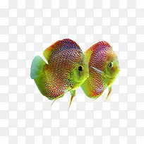 两条彩色的鱼