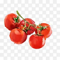 手绘水彩切好的蔬菜西红柿