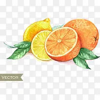 手绘橙子和柠檬