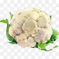 手绘水彩切好的蔬菜卷心菜
