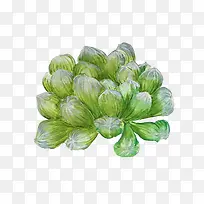 多肉盆栽手绘画素材图片