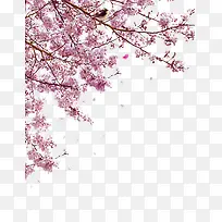 樱花树写实