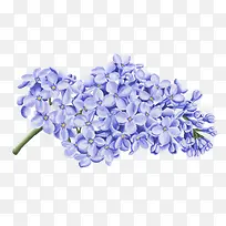 手绘水彩绘画立体蓝色花卉
