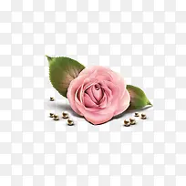 花卉 玫瑰花 粉红