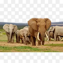草原上的大象群