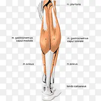 人体肌肉示例图