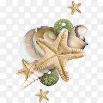 海边的贝壳和海星