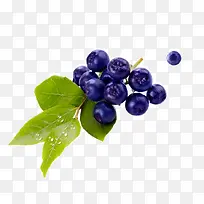 成熟的蓝莓微距特写
