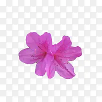 两朵紫色绽放的杜鹃花瓣花蕊实物