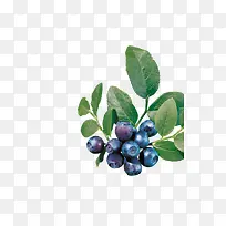 蓝莓和蓝莓叶子
