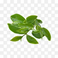 绿茶高清图片