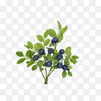 实物树枝上的野生蓝莓