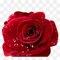 红色梦幻闪耀玫瑰花装饰图案