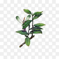 卡通植物水彩蜻蜓精灵