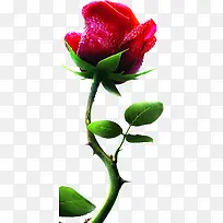创意红色鲜艳欲滴的玫瑰花