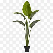 绿色植物