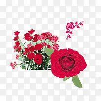 盛开着的鲜艳欲滴的红玫瑰