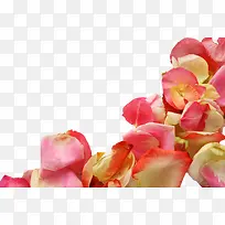 花瓣图形玫瑰花瓣
