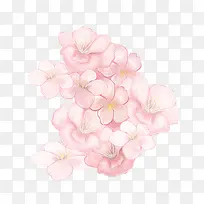 手绘插画樱花