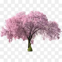 漂亮的粉色樱花树