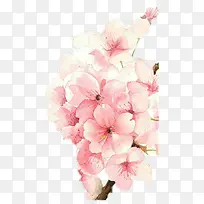淡粉色的樱花