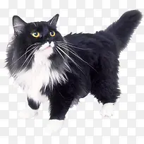 可爱的黑色小猫免抠素材